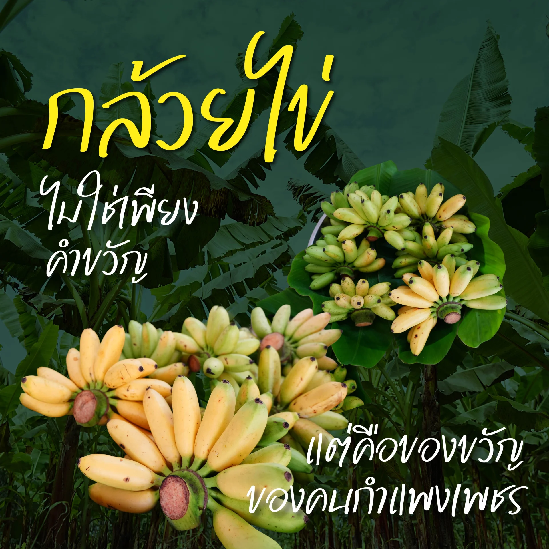 บพท. หนุนพลังภาคีกำแพงเพชร ปั้นกล้วยไข่สู่เป้าหมายรายได้ร้อยล้าน